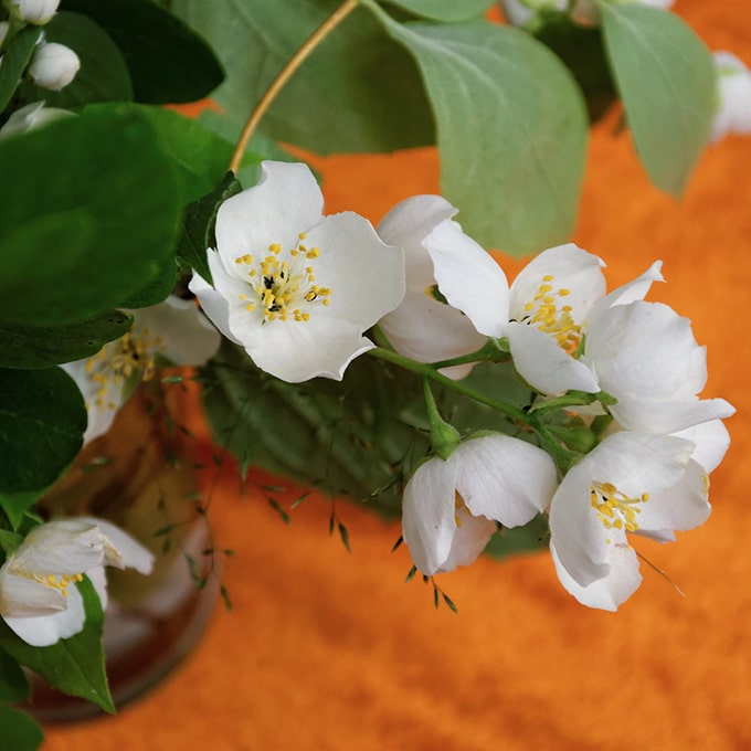 Fleur de jasmin aux notes florales délicates
